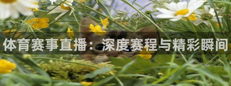 体育赛事直播：深度赛程与精彩瞬间