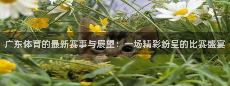广东体育的最新赛事与展望：一场精彩纷呈的比赛盛宴