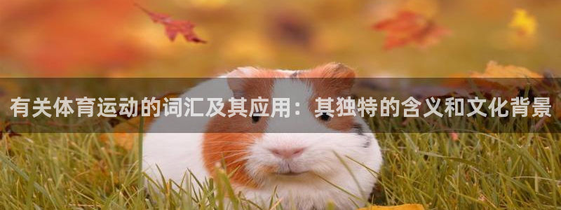 有关体育运动的词汇及其应用：其独特的含义和文化背景