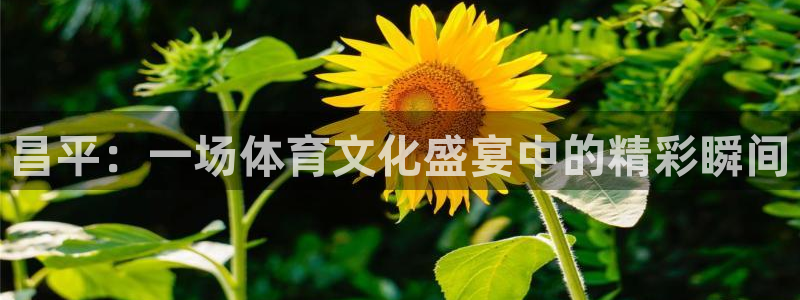 昌平：一场体育文化盛宴中的精彩瞬间