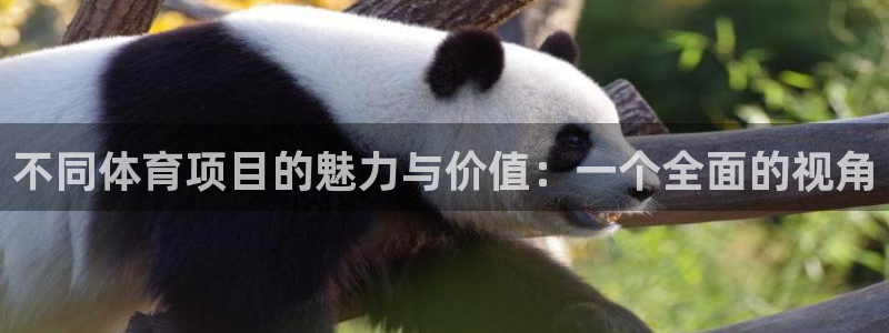 不同体育项目的魅力与价值：一个全面的视角