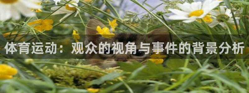 体育运动：观众的视角与事件的背景分析
